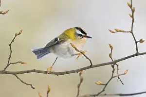 Framed Print : A goldcrest (Regulus regulus) moves on a filigree branch with fresh buds Framed Print : A goldcrest (Regulus regulus) moves on a filigree branch with fresh buds