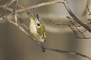 A goldcrest (Regulus regulus) shows acrobatic skills on a branch in a wintry environment