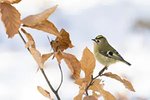 A goldcrest (Regulus regulus) sitting on a branch with dry leaves in winter