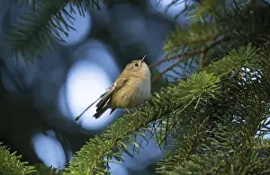 Goldcrest (Regulus regulus), sitting in a conifer