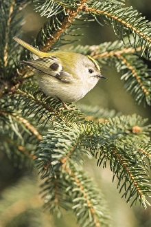 Goldcrest (Regulus regulus) sitting in spruce