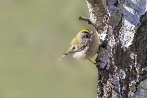 Goldcrest (Regulus regulus) on a tree