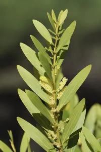 Golden acacia (Acacia longifolia)