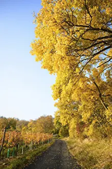 Golden Autumn forest landscape with big vibrant trees