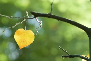 Golden autumn leaf in shape of a heart