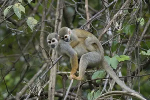 Golden-backed squirrel monkey, Saimiri ustus