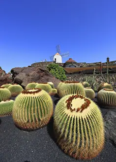 Golden barrel cactus (Echinocactus grusonii)