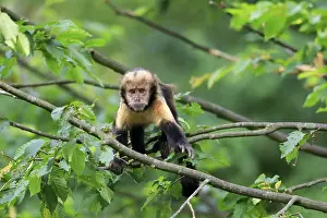 Golden-bellied capuchin (Sapajus xanthosternos)