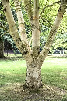 Golden birch (Betula ermanii Blush')