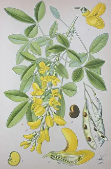 Golden chain (Laburnum), historical illustration from 1885