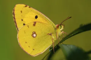 Golden Eight (Colias hyale), Central Macedonia