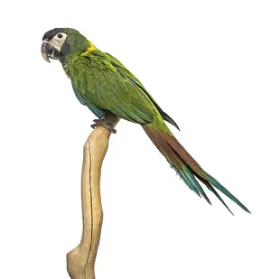 Golden-collared macaw perched on a branch