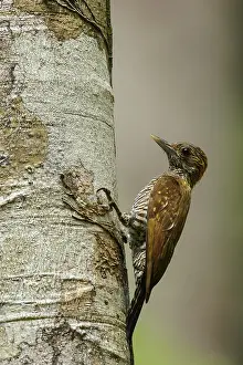 Golden-collared Woodpecker (Veniliornis cassini) perched on a branch in the rainforest of Guyana