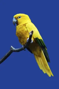 Golden Conure (Aratinga guarouba)