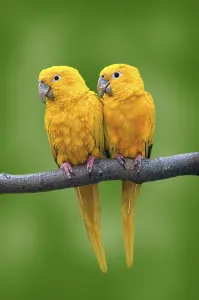 Golden Conures, Queen of Bavaria's Conures