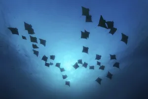 Many golden cownose rays, hawkrays