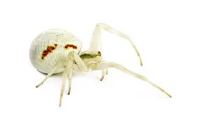 Golden Crab Spider, Misumena vatia in front of a white background