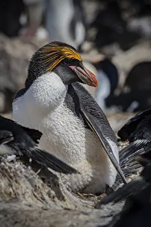 Golden crested penguin (Eudyptes chrysolophus)