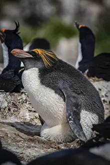 Golden crested penguin (Eudyptes chrysolophus)