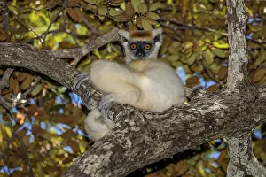 Golden-crowned sifaka (Propithecus tattersalli)