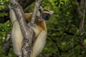 Golden-crowned sifaka (Propithecus tattersalli)