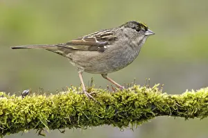 Golden-crowned Sparrow (Zonotrichia atricapilla)