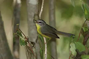 Golden-crowned Warbler (Basileuterus culicivorus)