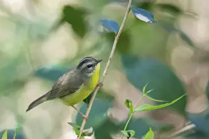 Golden-crowned Warbler (Basileuterus culicivorus) in the wild