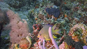 Framed Print : A Golden damselfish (Amblyglyphidodon aureus) among colourful corals and sponges on the seabed