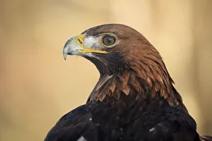 Golden eagle (Aquila chrysaetos)