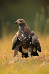 Golden eagle (Aquila chrysaetos)