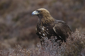 Golden Eagle (Aquila chrysaetos)
