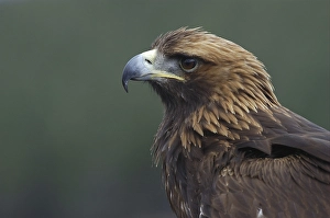 Golden Eagle (Aquila chrysaetos)