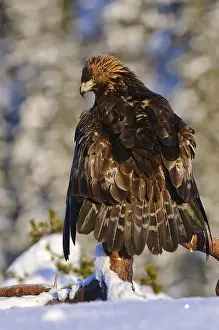 Category Scandinavia Prints: Golden eagle (Aquila chrysaetos)
