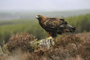 Golden Eagle (Aquila chrysaetos)