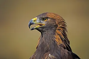 Golden Eagle (Aquila chrysaetos)