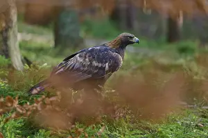 Golden eagle (Aquila chrysaetos)