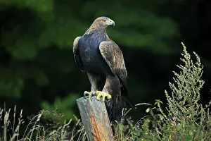 Golden eagle (Aquila chrysaetos)