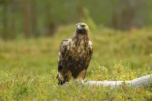 Golden eagle (Aquila chrysaetos)