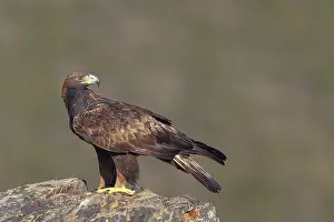 Golden eagle, (Aquila chrysaetos)