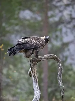 Golden eagle (Aquila chrysaetos)