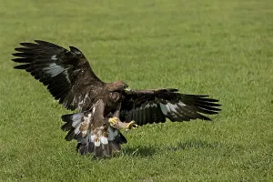 GOLDEN EAGLE (aquila chrysaetos)