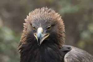 Golden Eagle (Aquila chrysaetos)