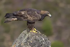 Golden eagle (Aquila chrysaetos)