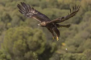 Golden eagle (Aquila chrysaetos)