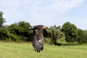GOLDEN EAGLE (aquila chrysaetos), ADULT IN FLIGHT