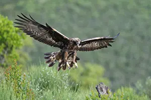 Golden eagle (Aquila chrysaetos) approaching