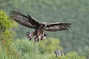 Golden eagle (Aquila chrysaetos) approaching its perch