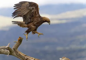 Golden eagle (Aquila chrysaetos) approaching prey