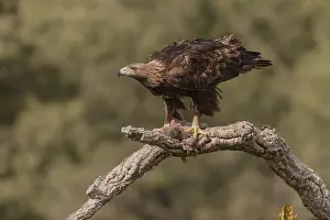 Golden eagle (Aquila chrysaetos) on cork oak branch with rabbit